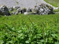 Mare verde (G. Serrecchia)